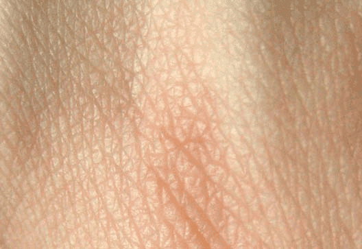 Human skin layers and cellular structure